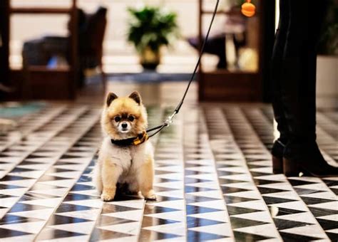 pet friendly hilton hotels|are hampton inns pet friendly.